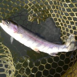 大安トラウトレイク釣果